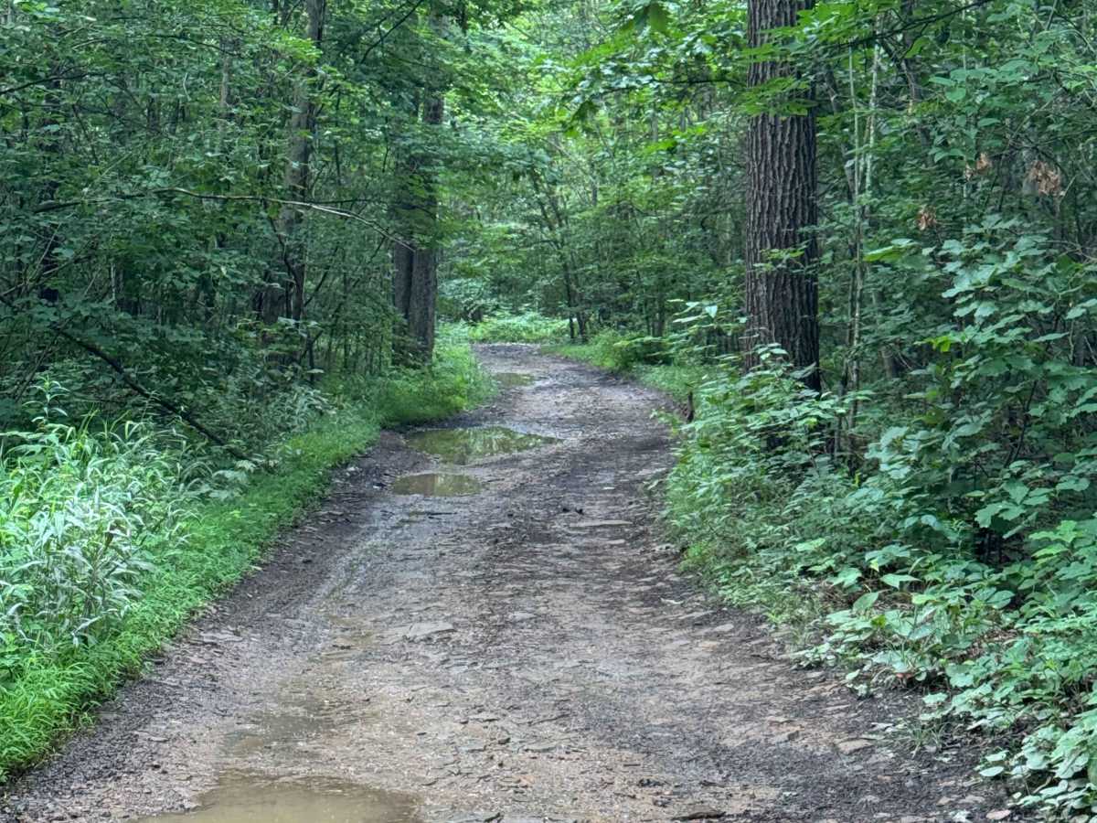 Trail 17 photo 3