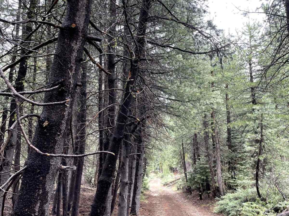 Sapps Hill photo 3