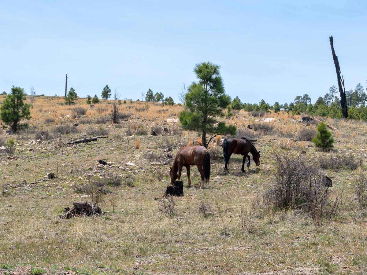 Turkey Canyon photo 3
