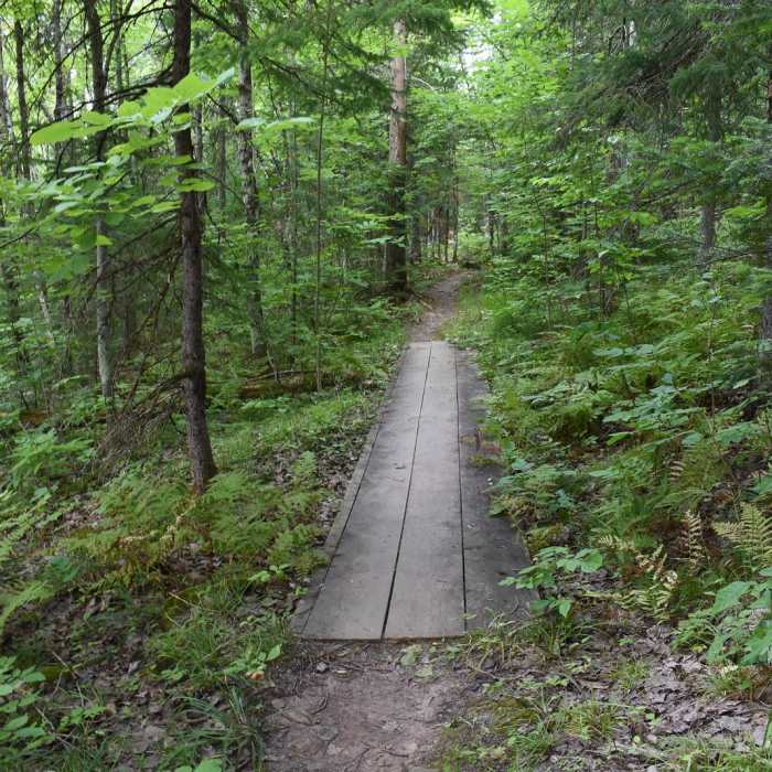 Near Cascade Falls Trail Near Cascade Falls Trail