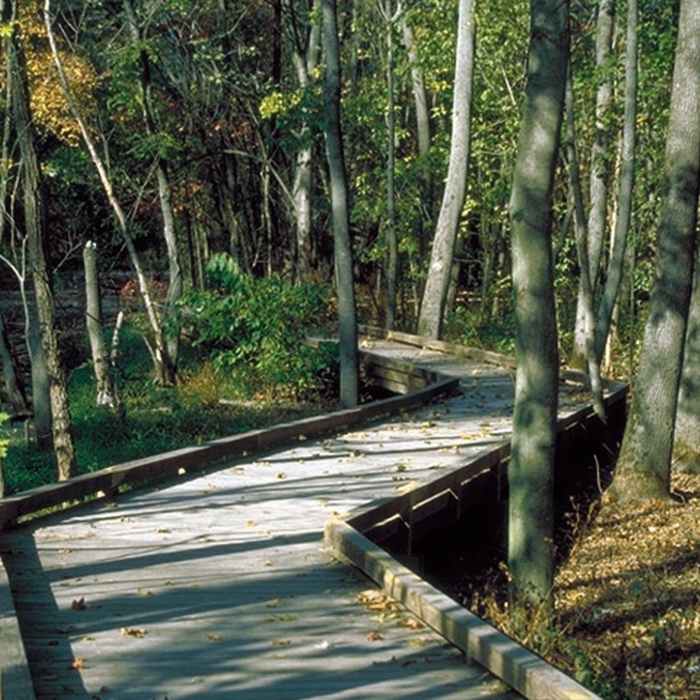 Main trail along the wetlands in the early fall. Near Outer Loop Trail