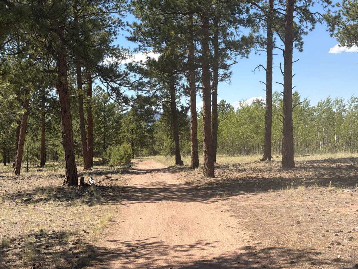 Goose Chase Loop Road - FS 243.1A photo 4