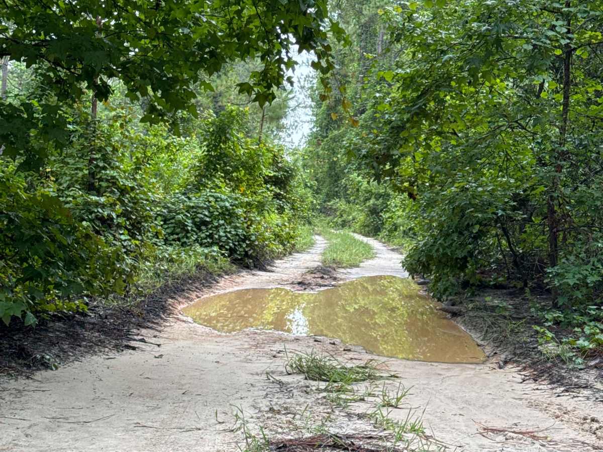 Ocala National Forest Road 65 trail photo