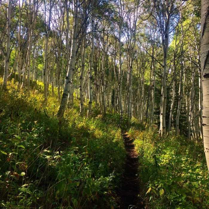 Gorgeous grove of aspens. Near Holman Trail #039