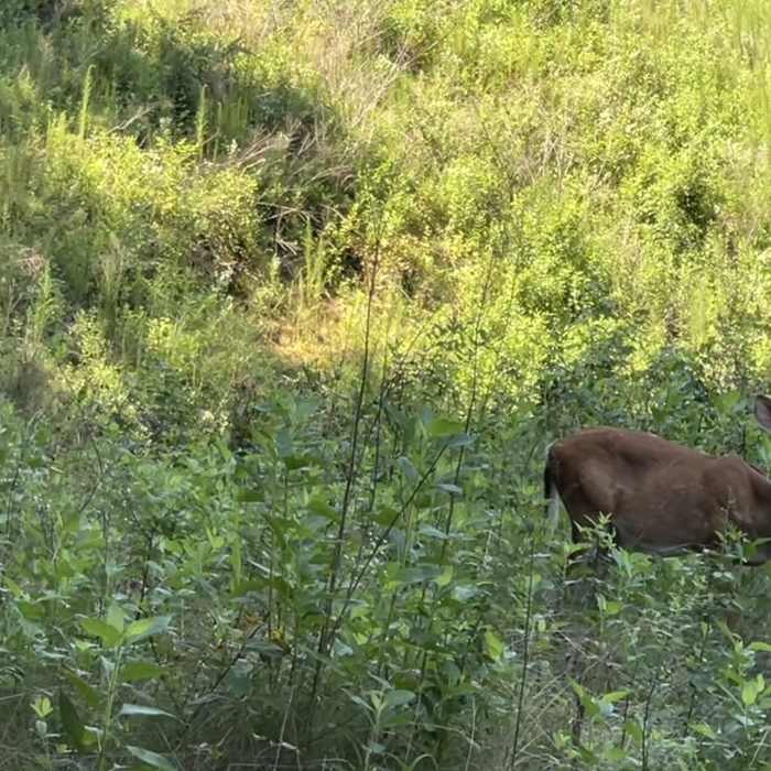 Doe with her fawn in the clearing. Near White Trail