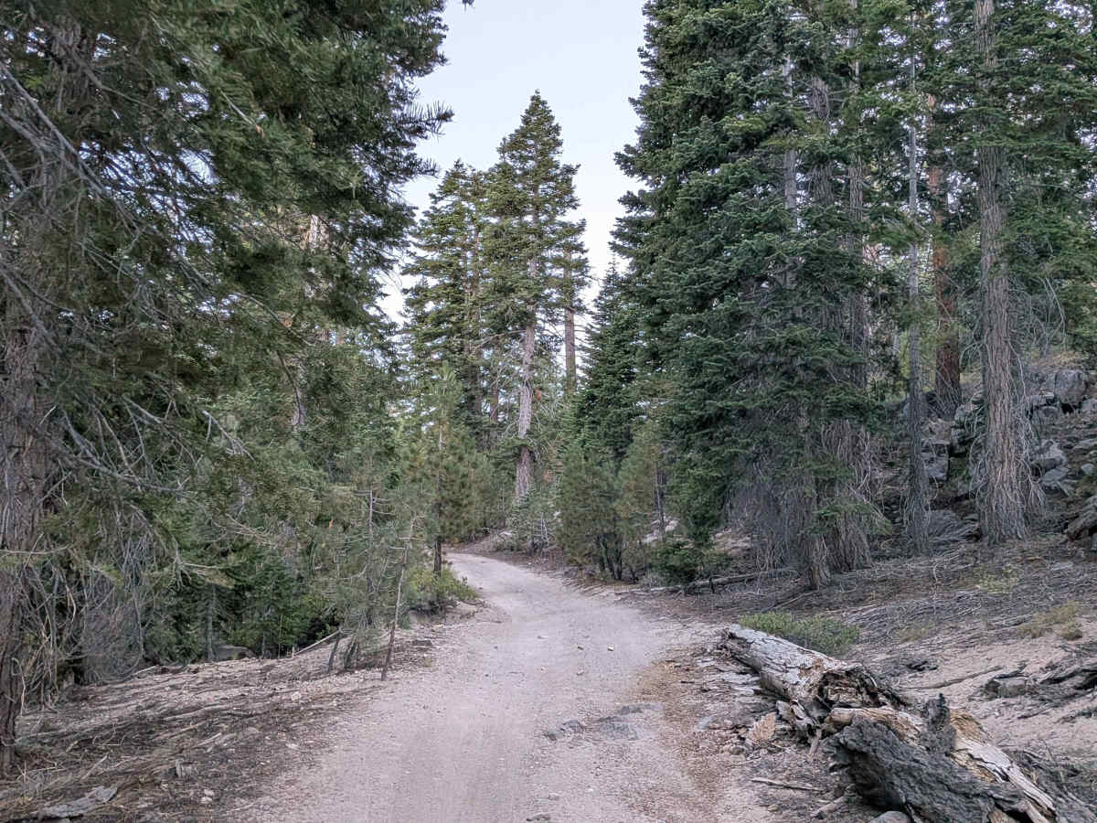Forest Service Road 3S121A photo 6