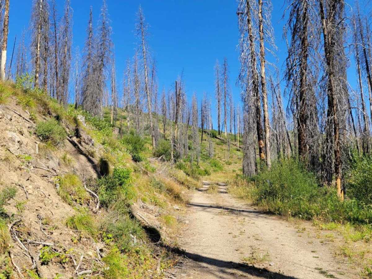 Skyline Trail photo 3