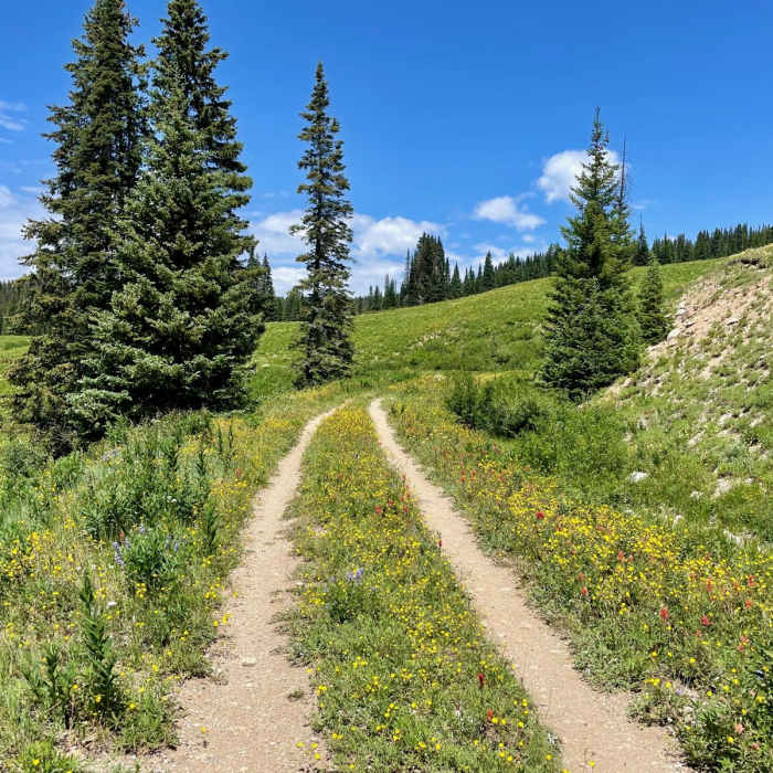 Near Continental Divide Trail: Colorado Section 41