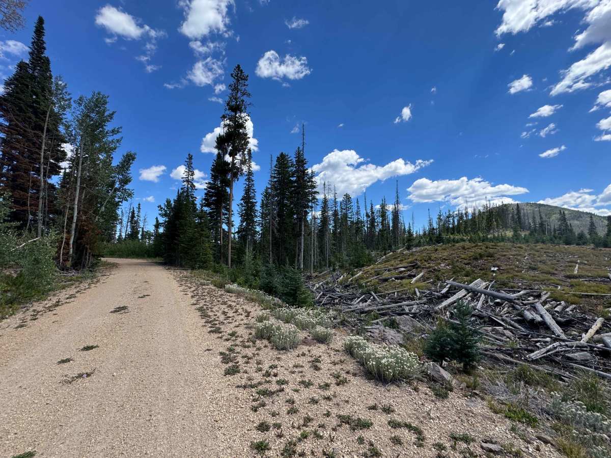 Hump Road trail photo