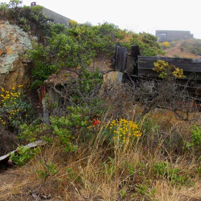 Near Coastal Trail, Rodeo Beach to Muir Beach