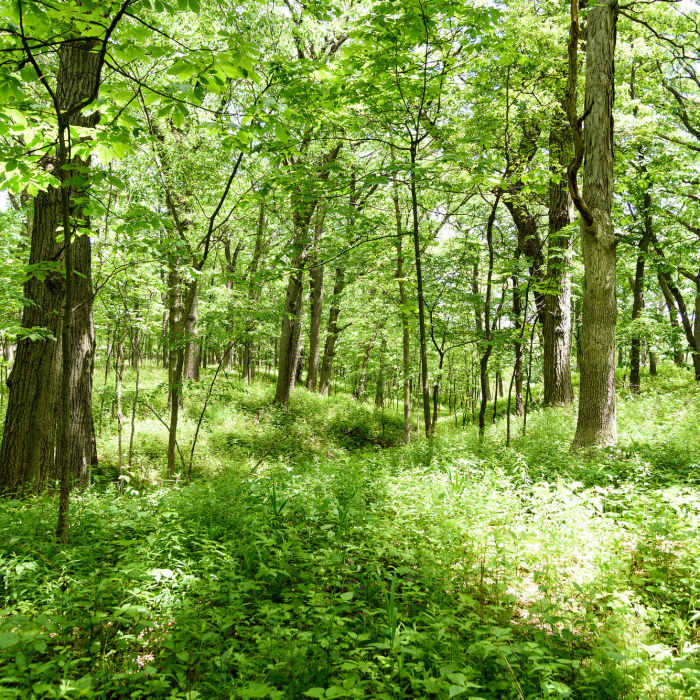 Bur oak savanna along the Hobart Woodland Trail. Near Hobart Woodland Trail