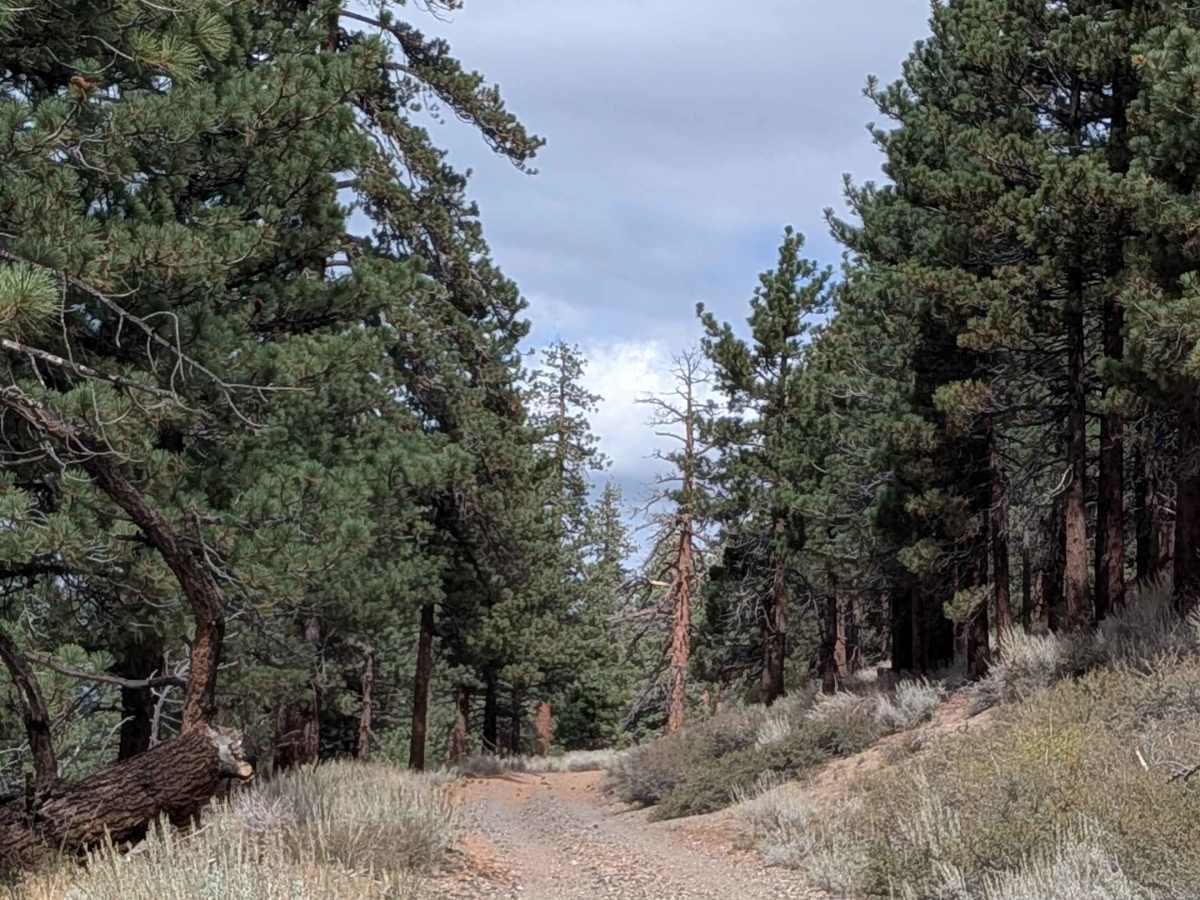 Antelope Cutoff - FS 3S13 trail photo