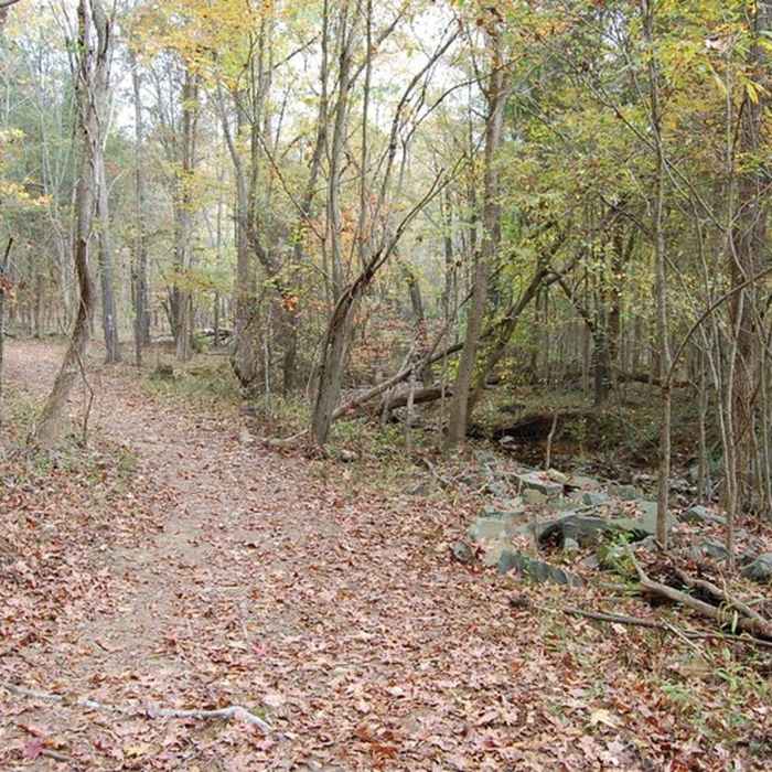 Near The Falcon Trail
