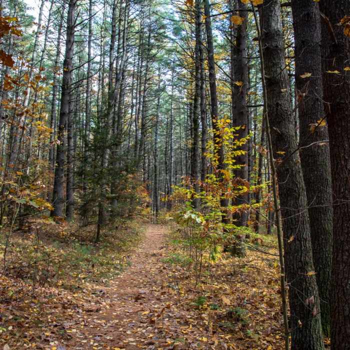 Near Stow Town Forest Loop