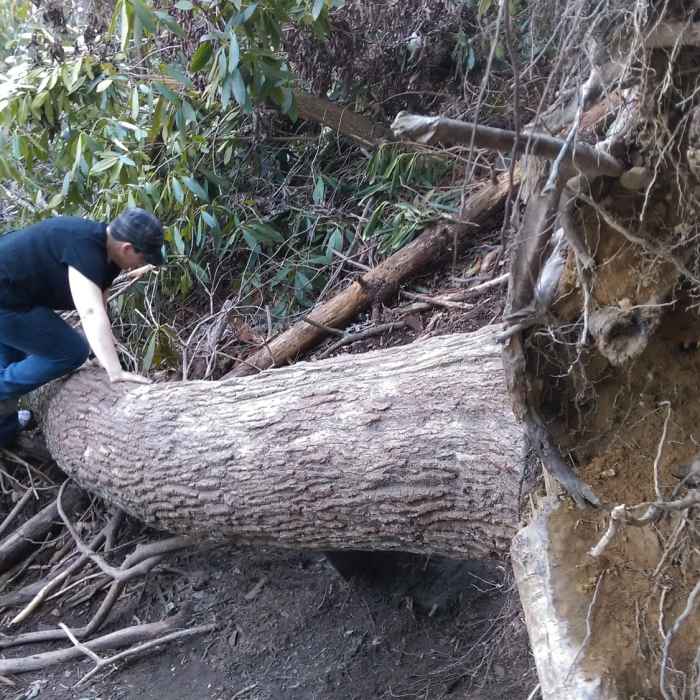 Scrambling over the downed tree after admiring the Angel Windows, headed back to the trailhead. Near Swift Camp Creek to Wildcat Trail Loop