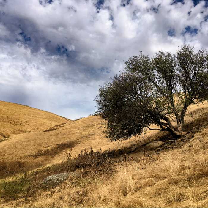 Near Brushy Peak Loop Trail