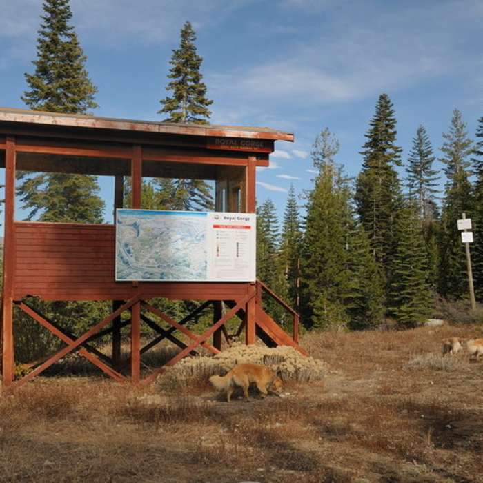 Near Razorback Ridge Trail