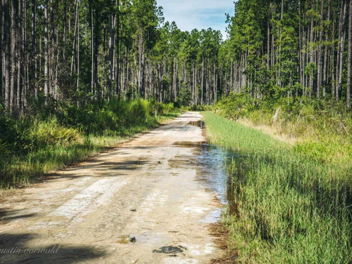 Four Creeks State Forest Main Road photo 3