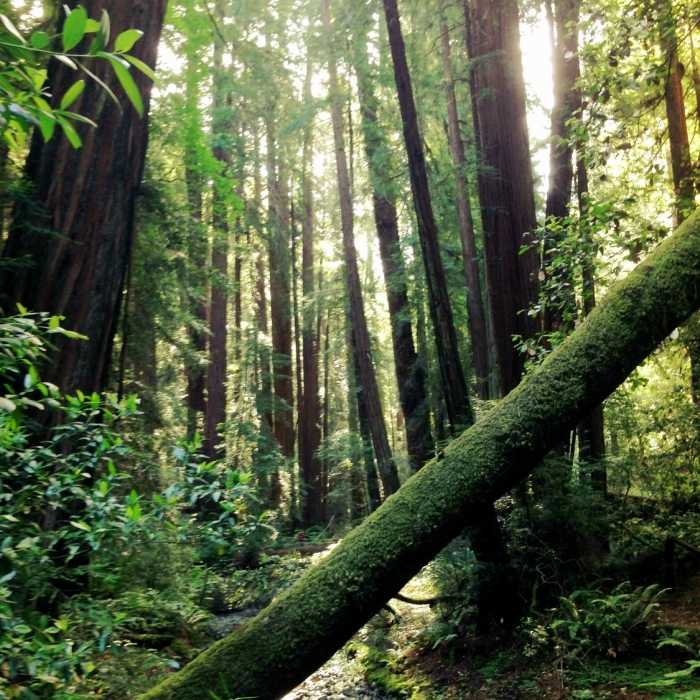 Muir Woods moss covers everything. Near Bootjack Trail