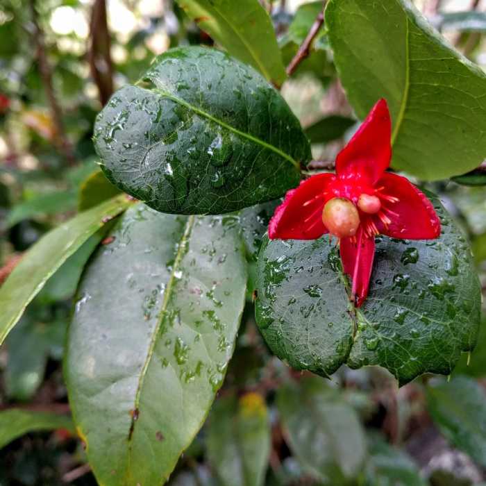 Near Nounou Mountain via the East Ridge