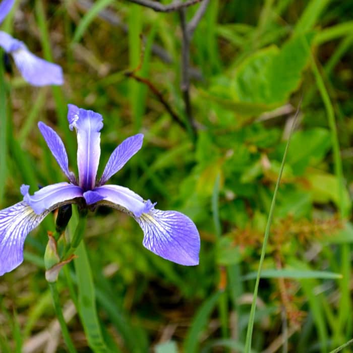 Near Greenstone Ridge Near Greenstone Ridge