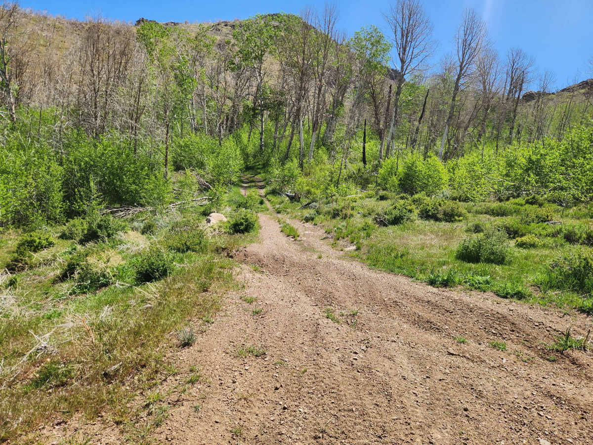 Rickey Canyon - BLM P-11 photo 6