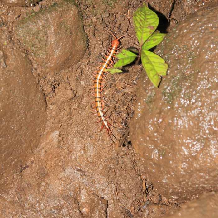 Near Kalalau Trail Near Kalalau Trail