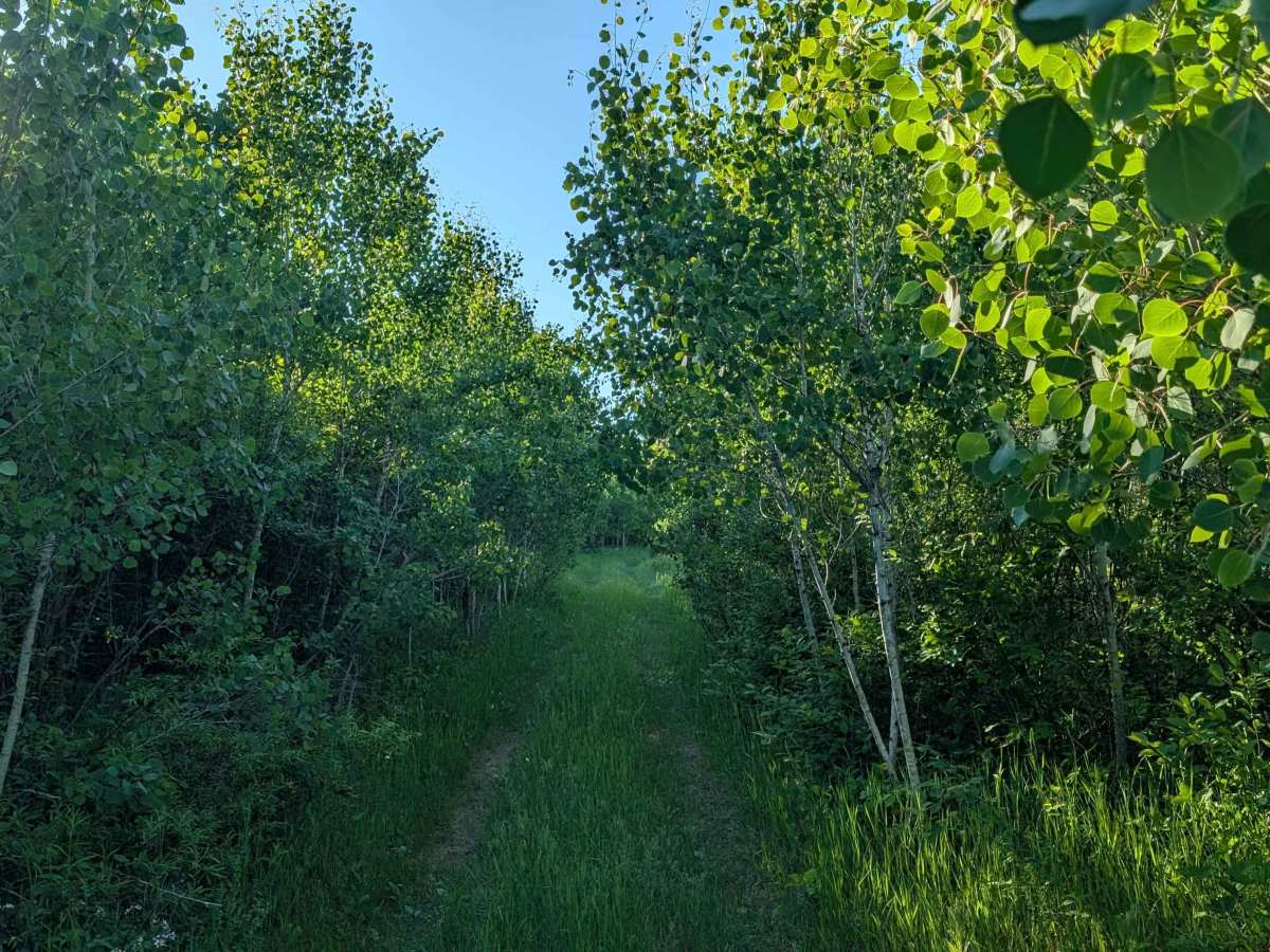 Grasshopper Trail photo 6