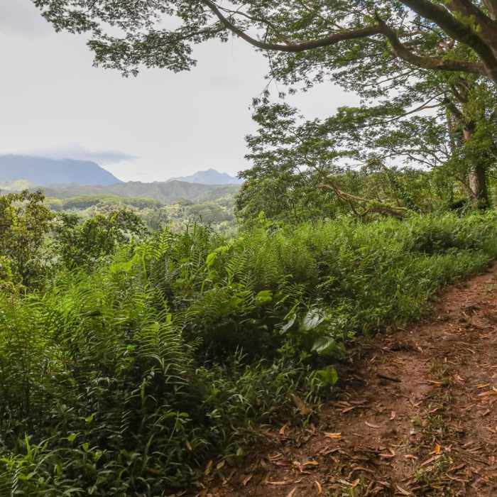 Near Kuilau Ridge Trail