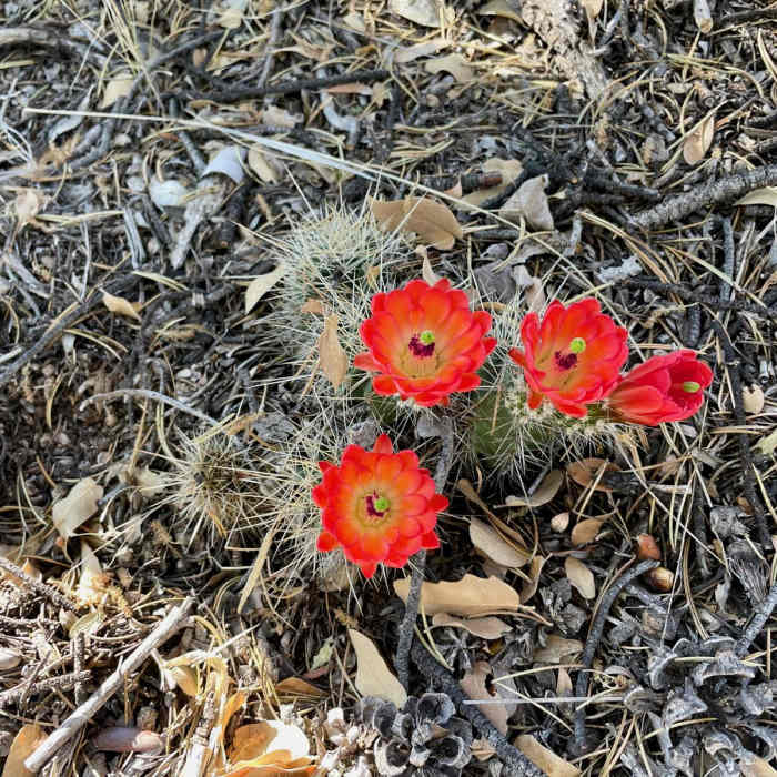 Near Continental Divide Trail: Gila River Alternate (Part 1)