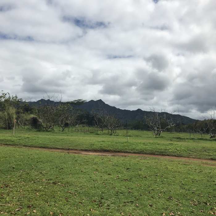 Near Wai Koa Loop Trail