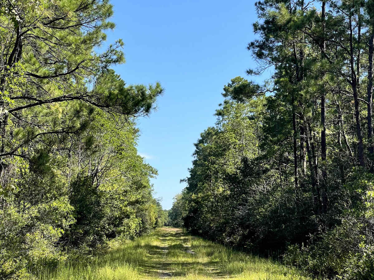 Robin Road trail photo