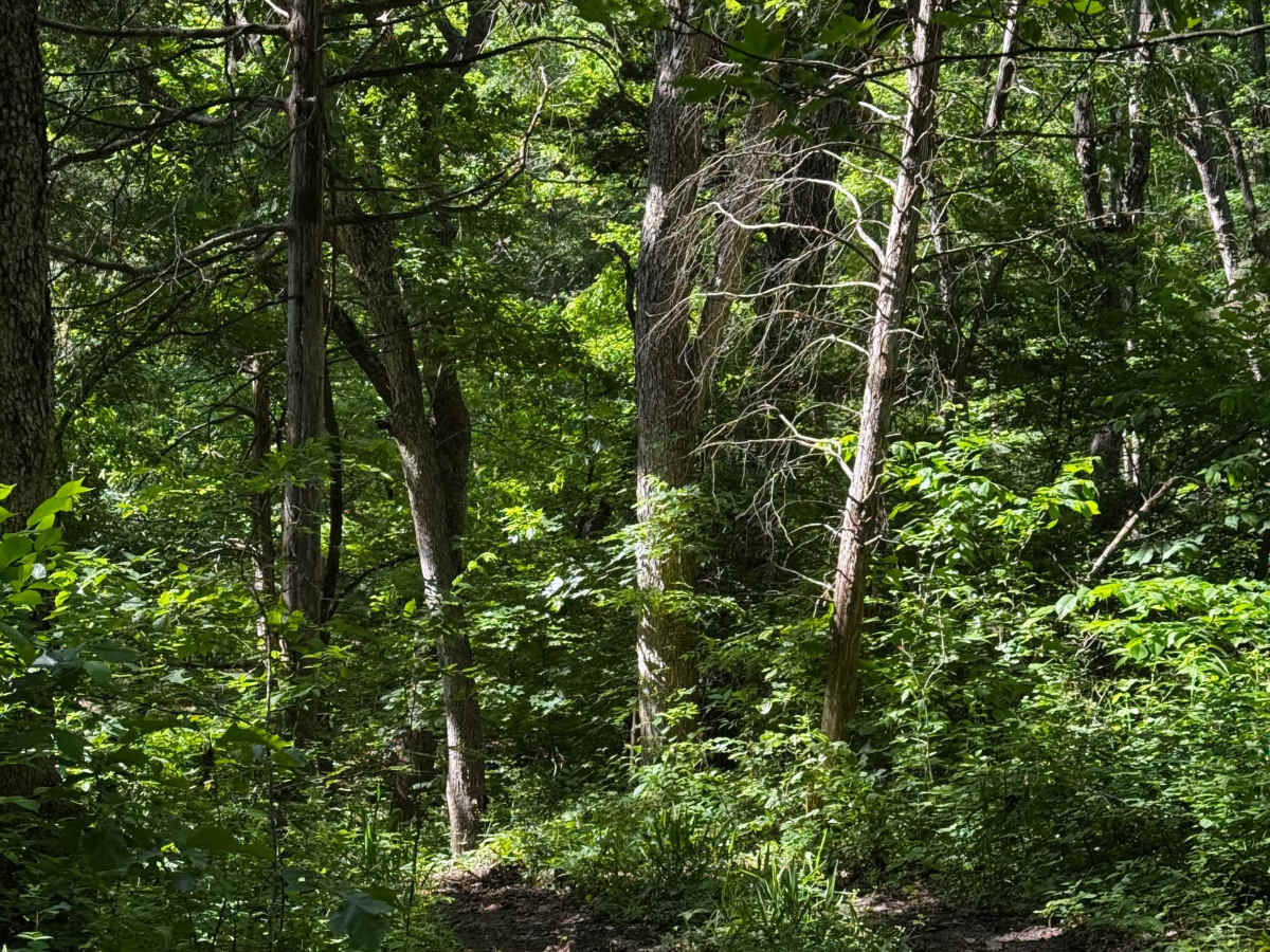 Inner Track 11.2 trail photo