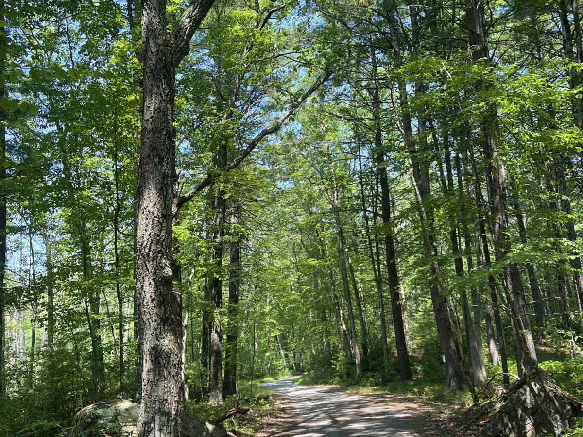 Mush Paw Road photo 5
