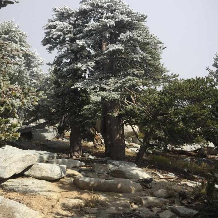 Near San Jacinto Peak via Tram