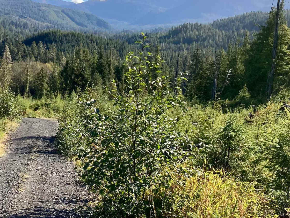 FS 2000300 trail photo