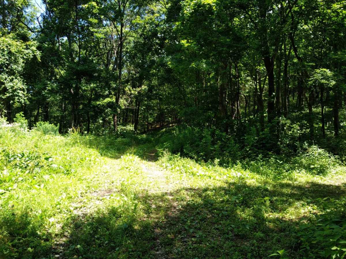Cow Camp Road photo 2