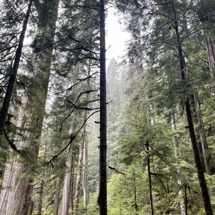 Near Twin Firs Loop Trail