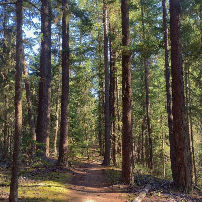 Near Swift Creek Trail