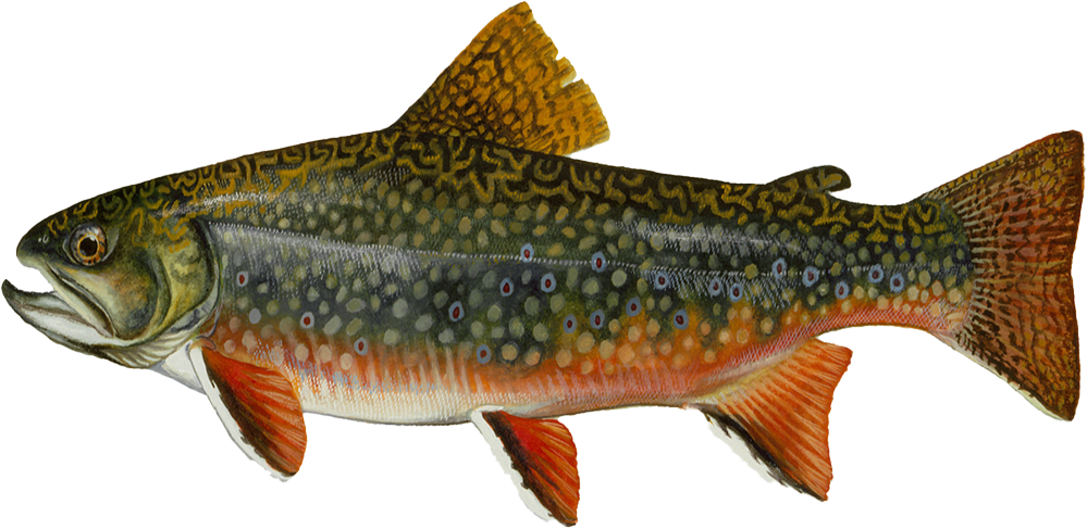 Brook trout