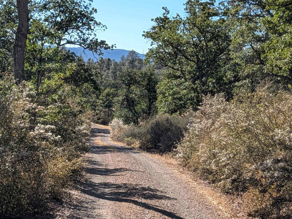 Pit Canyon Flat - FS 37N57Y trail photo