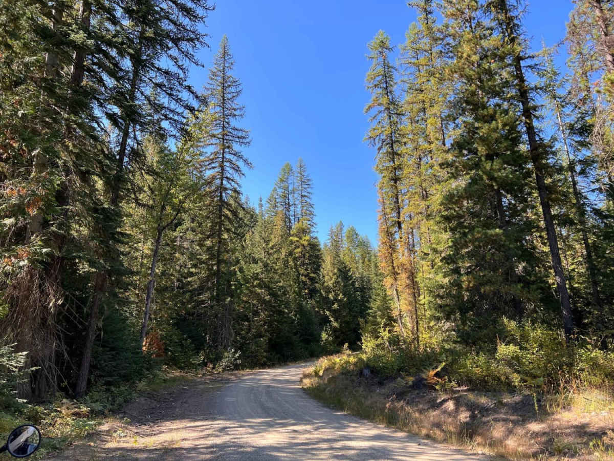 West Fork Pilgrim Creek photo 3