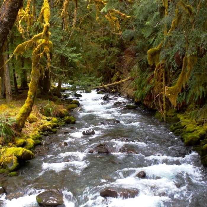 Near Elwha River Trail