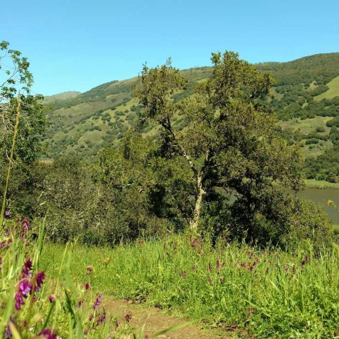 Near Coyote Lake and Ridge Hike