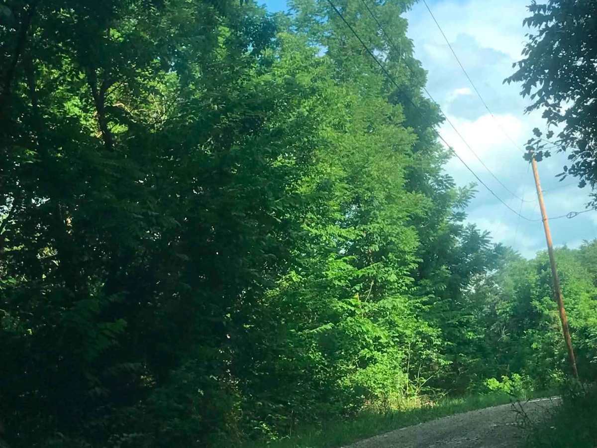 Old Forest Ridge Road photo 4