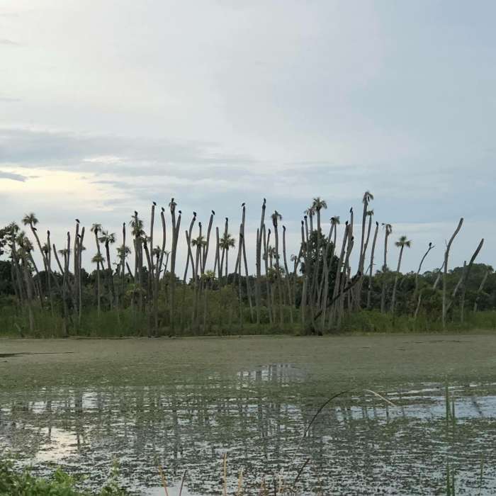 The view is wet but the road is dry Near Orlando Wetlands Berm Trail