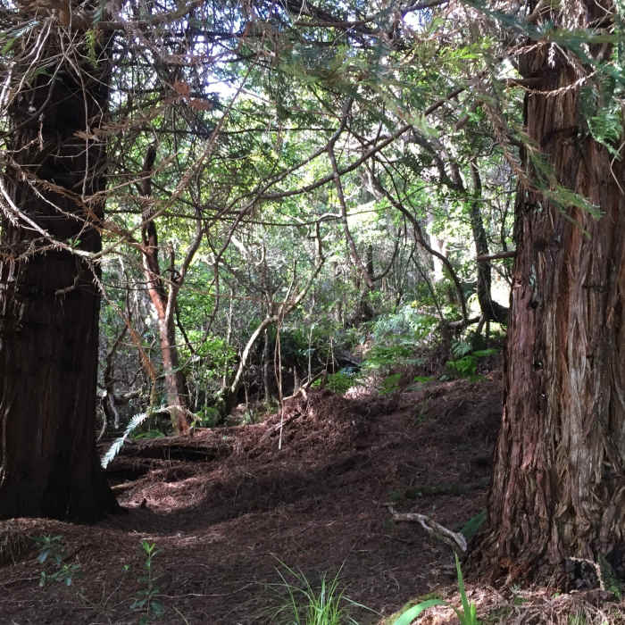 Two redwood trees right off the trail. Near Kaluapuhi Trail Loop