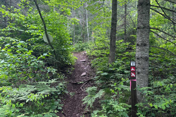Alger Grade - Trail 2