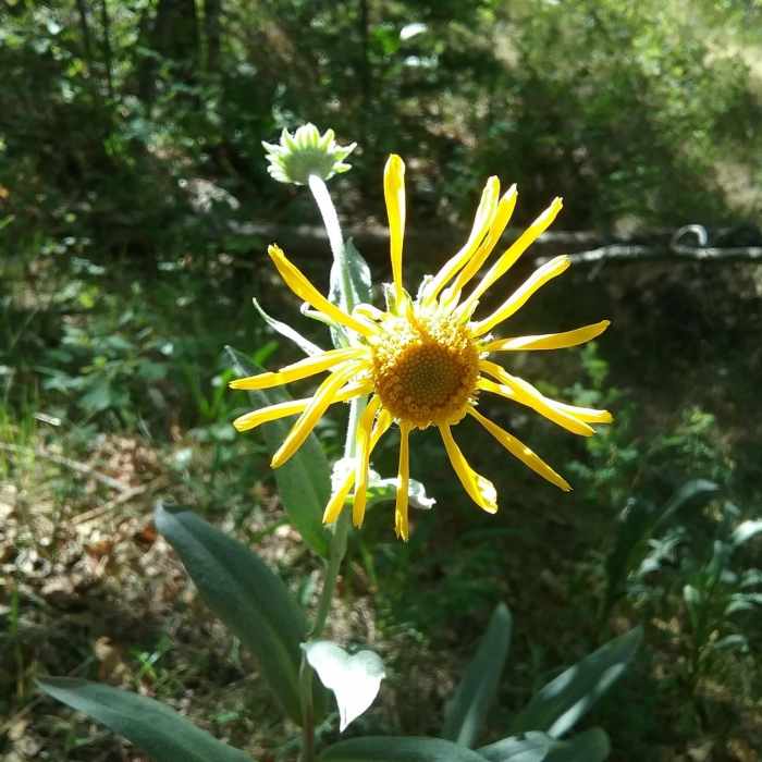 Near Osha Trail (T10)