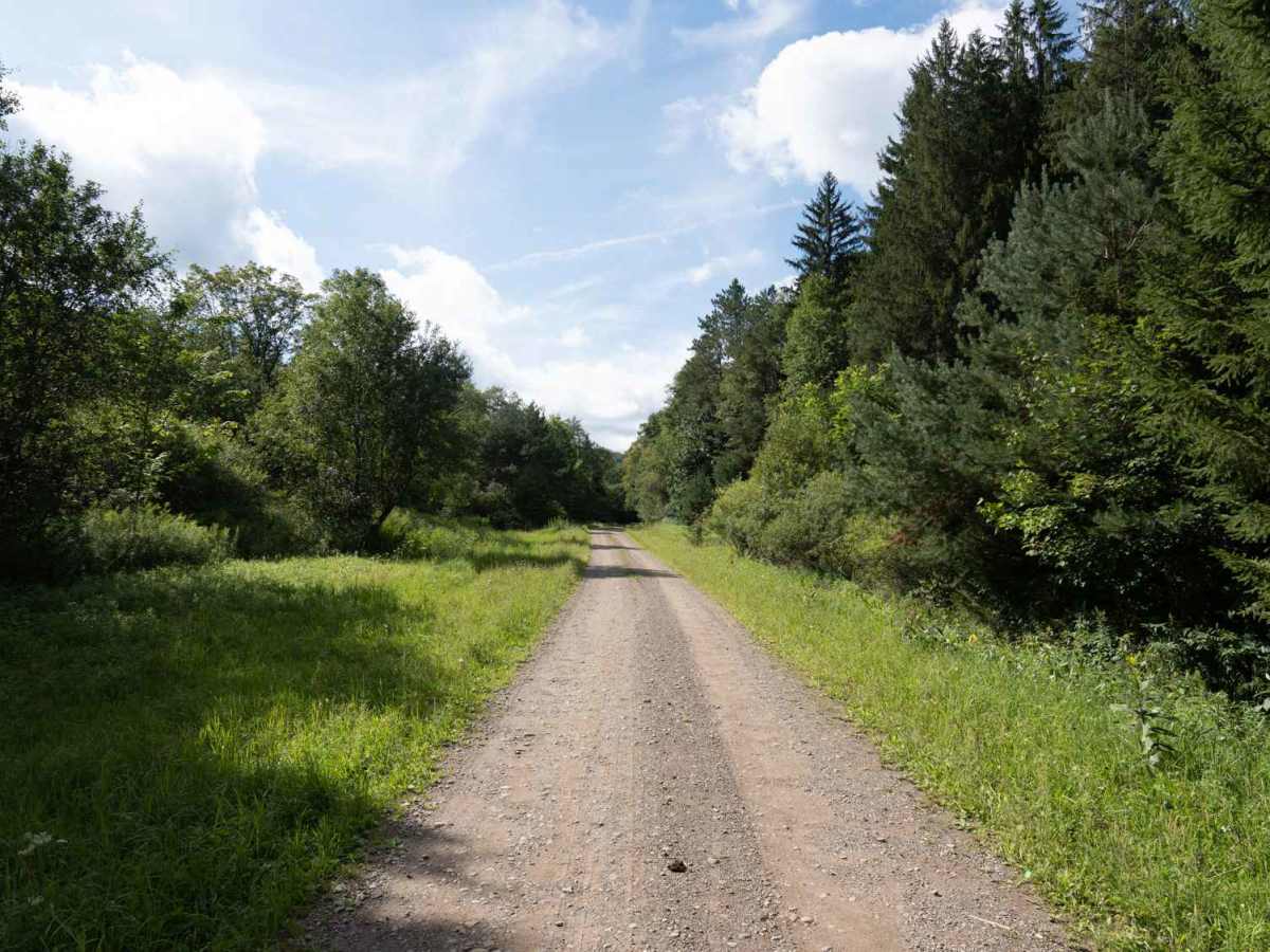 Phearsdorf Forest Road photo 4